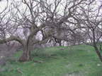 Old Mesquite